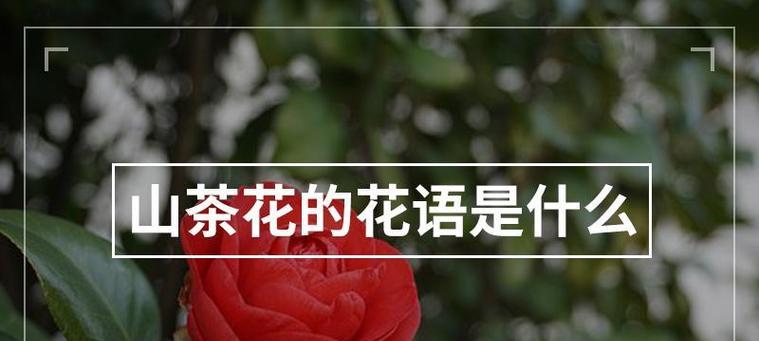 山茶花语在网络用语中代表什么？