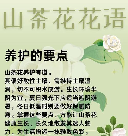 山茶花语在网络用语中代表什么？
