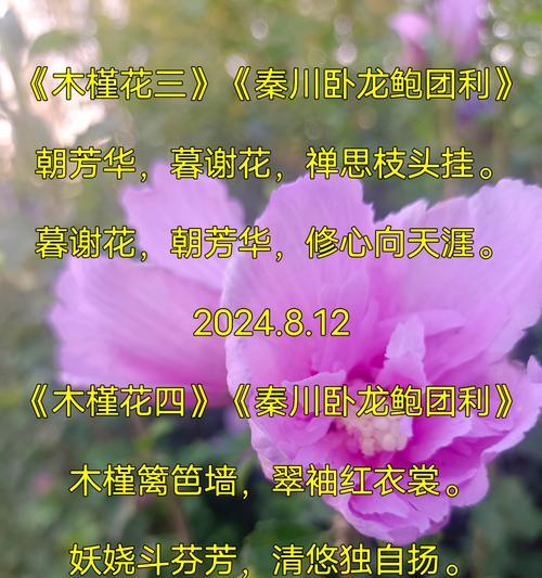 槿花的寓意和花语是什么？