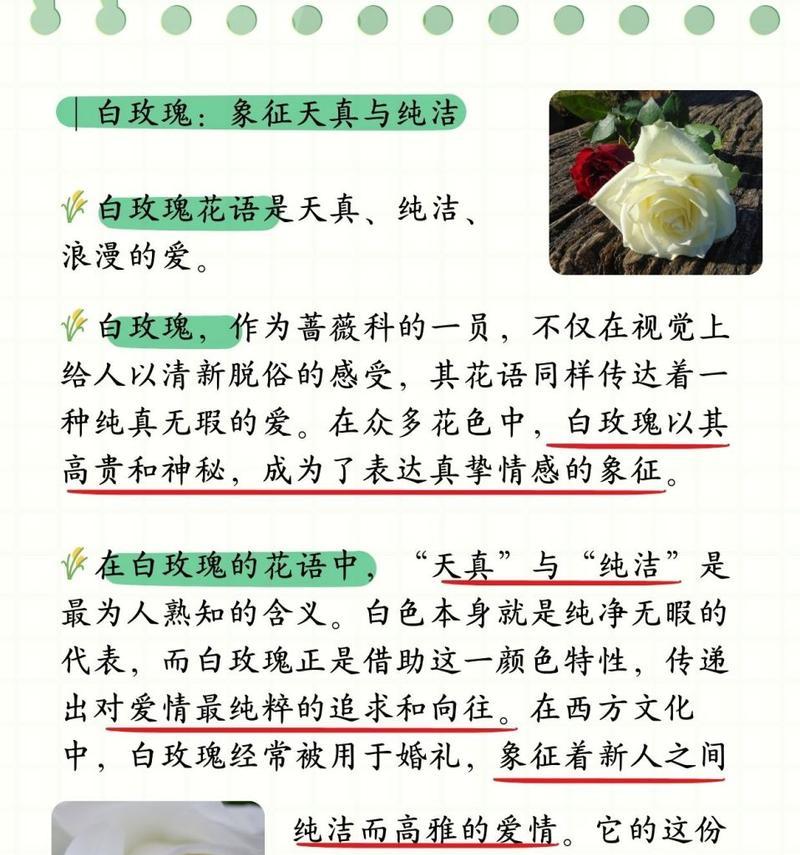 白玫瑰描边的花语有何特别之处？