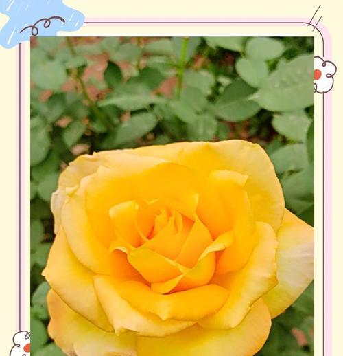 索马花的花语与寓意是什么？索马花象征着什么？