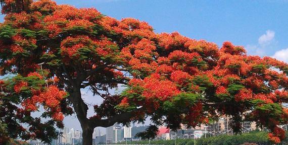 索马花的花语与寓意是什么？索马花象征着什么？