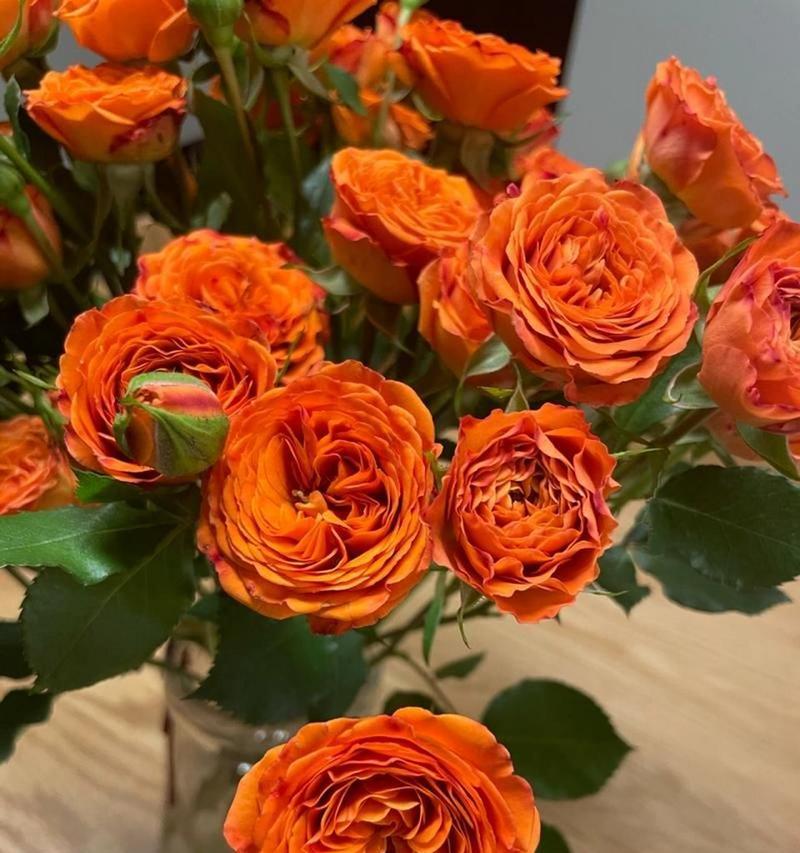 橙色玫瑰花语通常传递什么信息？