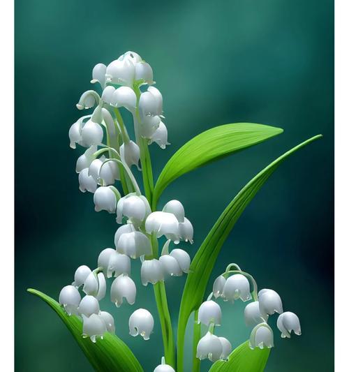 哪种花表示等待友情？它的花语是什么？