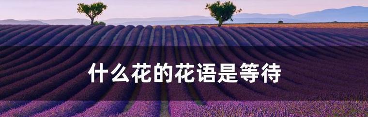 哪种花表示等待友情？它的花语是什么？