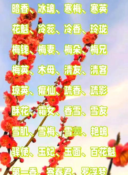 问花村梅花的花语有何特别之处？
