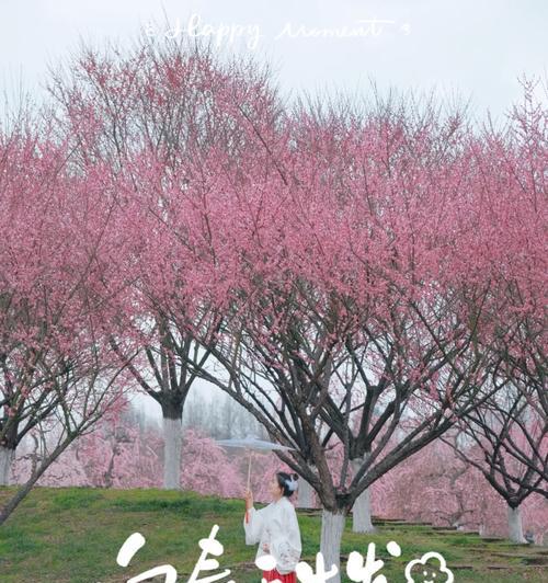 问花村梅花的花语有何特别之处？