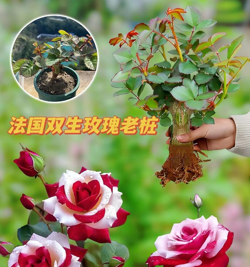 玫瑰花在婚礼中代表什么意义？