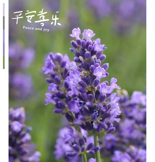 薰衣草的花语是什么？它传递了怎样的情感？