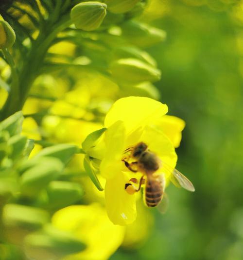 油菜花植物大全花语是什么？油菜花的花语有哪些？