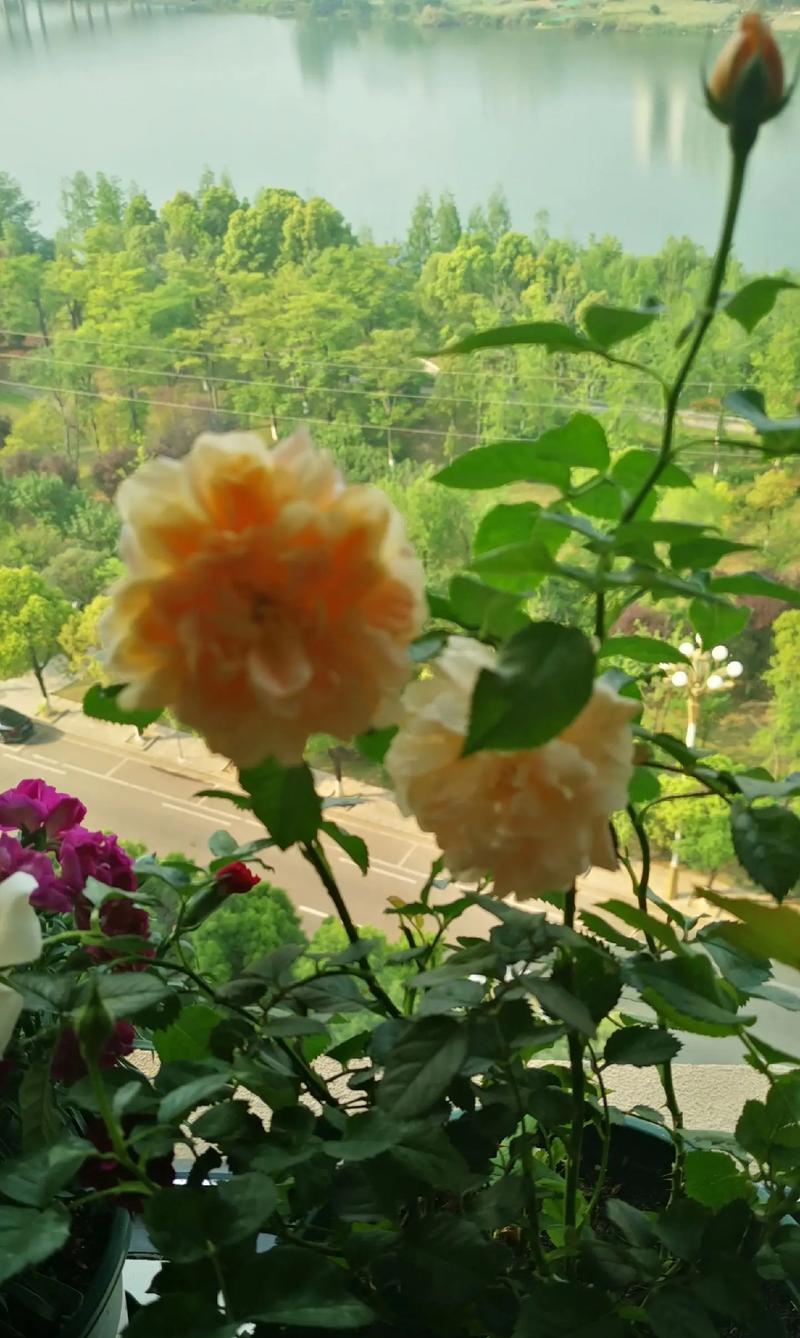 14朵玫瑰花的花语是什么？它传达了怎样的情感？