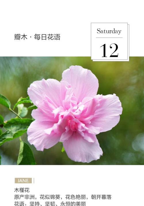 内敛自信的花语代表什么？如何通过花语展现个性？