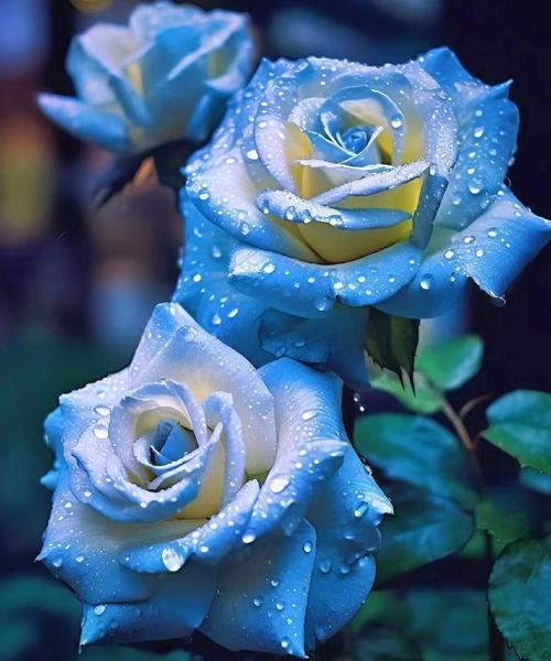 蓝玫瑰花的花语是什么？蓝色玫瑰传递了哪些情感？