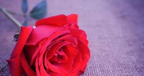紫色仿真玫瑰花的花语是什么？