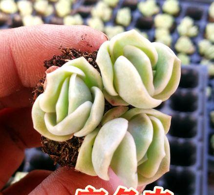 可爱玫瑰多肉植物的花语含义是什么？