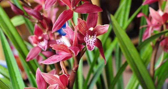绿兰的花语和寓意是什么？这种花象征着什么？