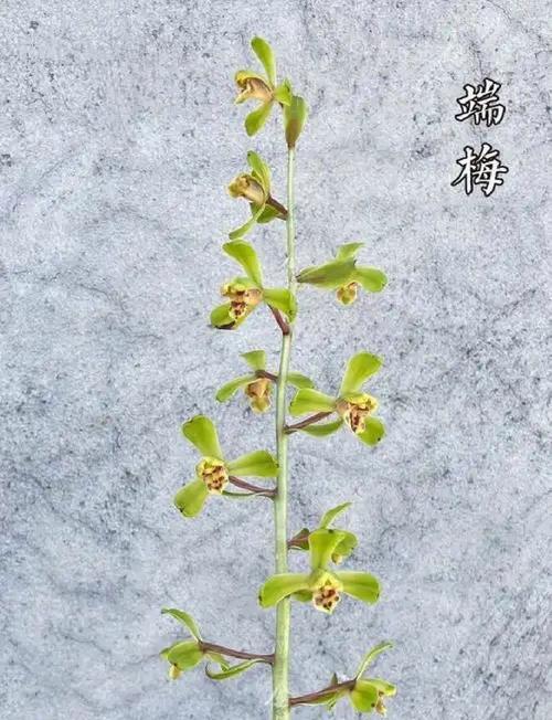 绿兰的花语和寓意是什么？这种花象征着什么？