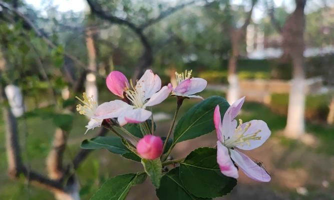 春风海棠的寓意与花语是什么？