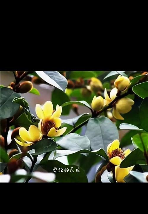 含笑花树苗的花语代表了什么？