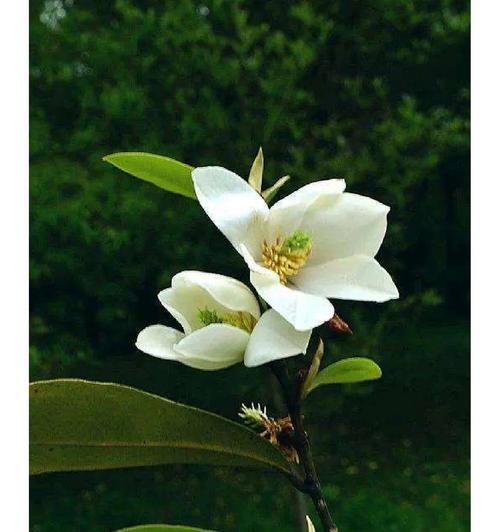 含笑花树苗的花语代表了什么？