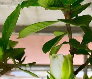 含笑花树苗的花语代表了什么？