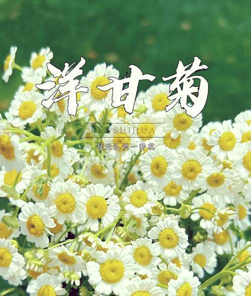 洋甘菊适合搭配哪种花语？