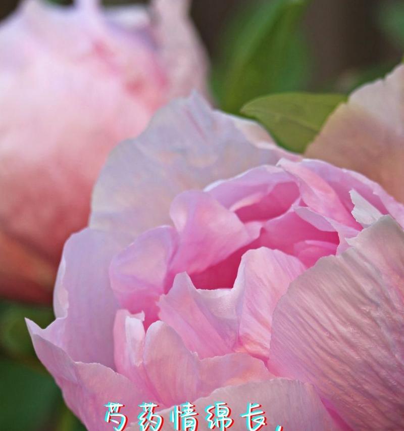 神圣的爱情花语通常表达什么？