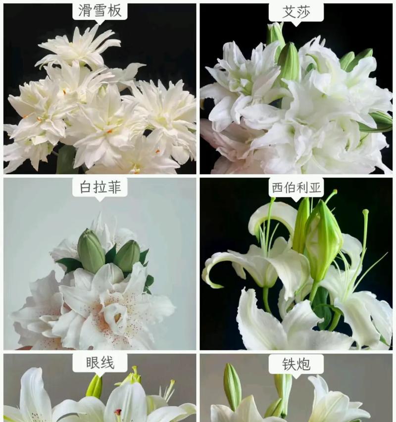 橘红花的花语是什么？翻译成中文是什么？