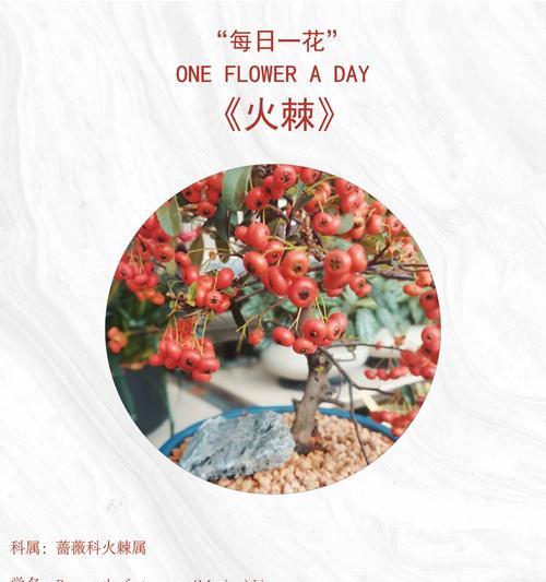 橘红花的花语是什么？翻译成中文是什么？