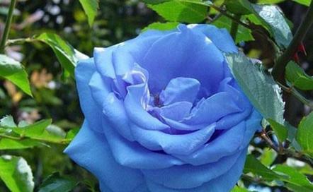 蓝色翠珠花的花语是什么？它象征着什么？