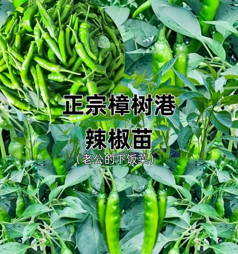 辣椒树的花语代表哪种植物？