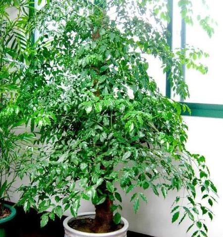 辣椒树的花语代表哪种植物？