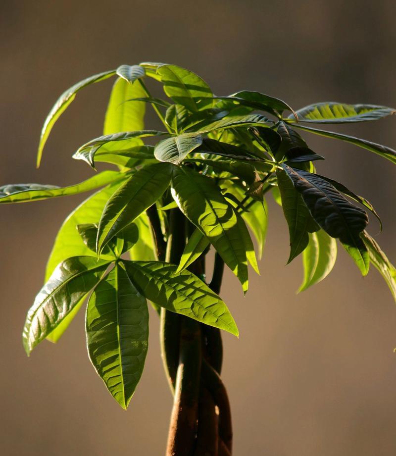 辣椒树的花语代表哪种植物？