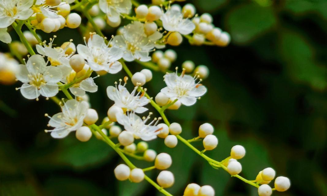 花语代表珍爱的花有哪些？它们各自象征着什么？