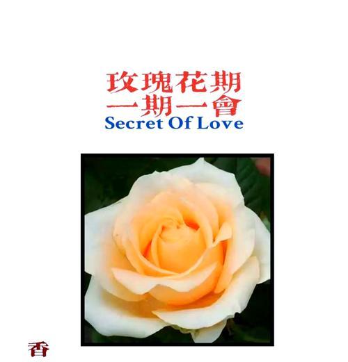 香槟色鲜花的花语代表什么？