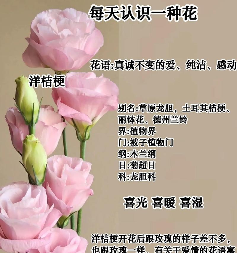 纯白桔梗花语传达了哪些情感？