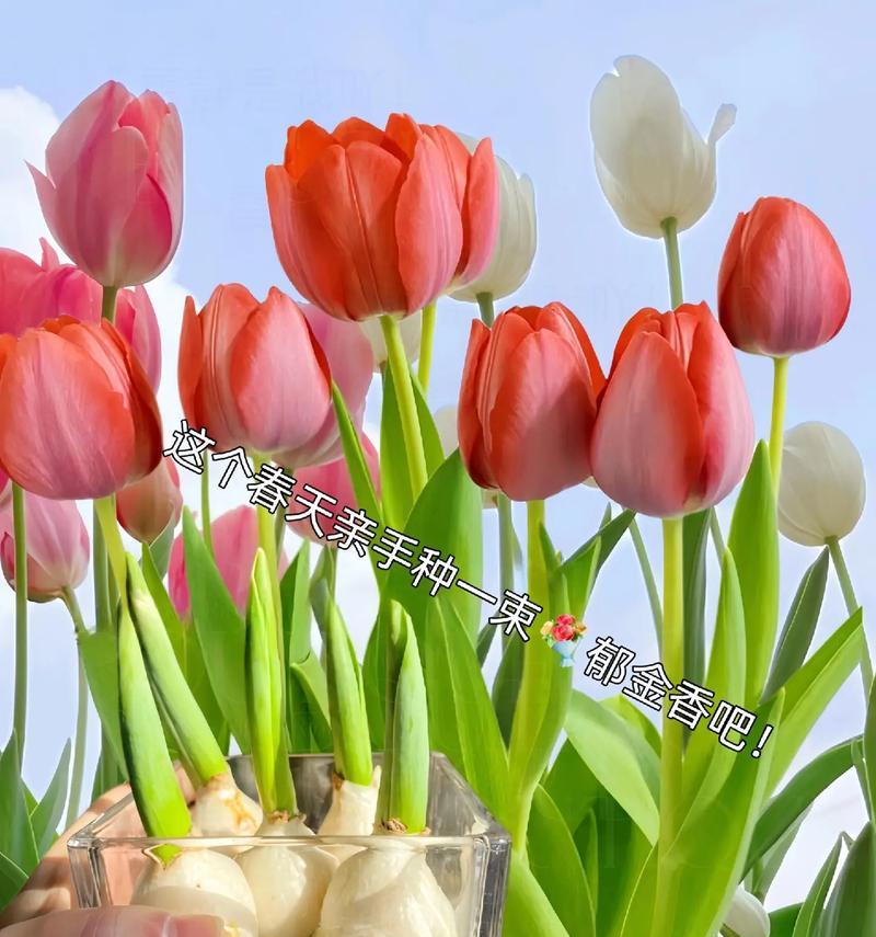 赠送花盆的郁金香花语代表什么？有何特别意义？