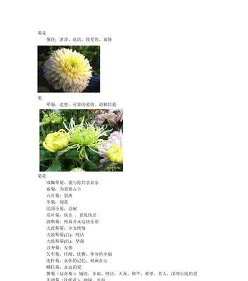 洋梗菊的花语有何寓意？洋梗菊适合在什么场合使用？