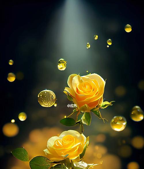高雅的黄玫瑰花语是什么？黄玫瑰的含义是什么？