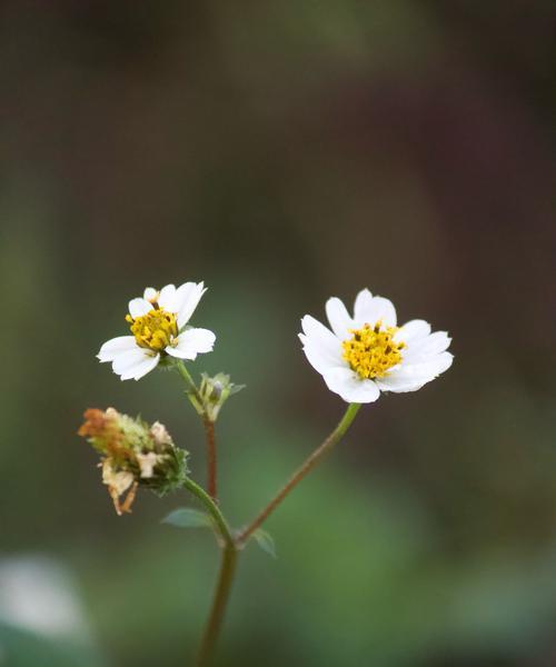 离别的花语是什么？哪种花代表了离别的情感？