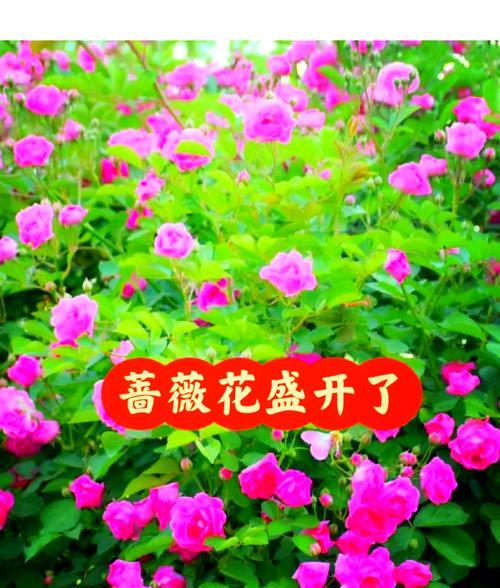 千万里守护你的花语是什么？它表达了怎样的深情？