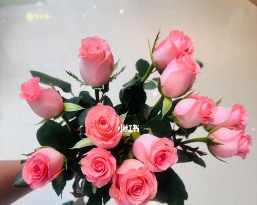 黛安娜粉色玫瑰的花语是什么意思？黛安娜粉色玫瑰代表了什么？