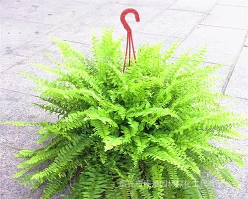 蕨类植物的寓意和花语是什么？