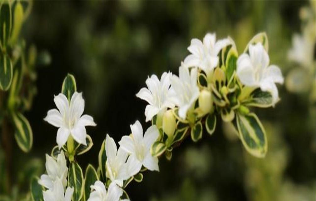 有势力的花语代表了什么？