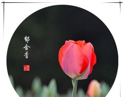 杏花与梨花的花语分别是什么？花言花语用什么颜色表示？