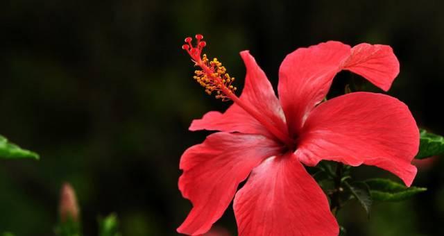 杏花与梨花的花语分别是什么？花言花语用什么颜色表示？