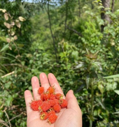 草莓在山丘上盛开意味着什么？它的花语有何特别之处？
