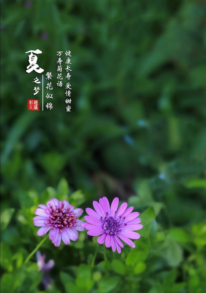 繁花中的花语有何含义？如何解读繁花的花语？