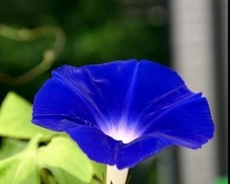 牵牛花的最新花语是什么？