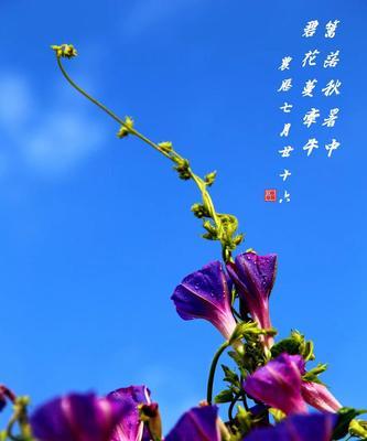 牵牛花的最新花语是什么？